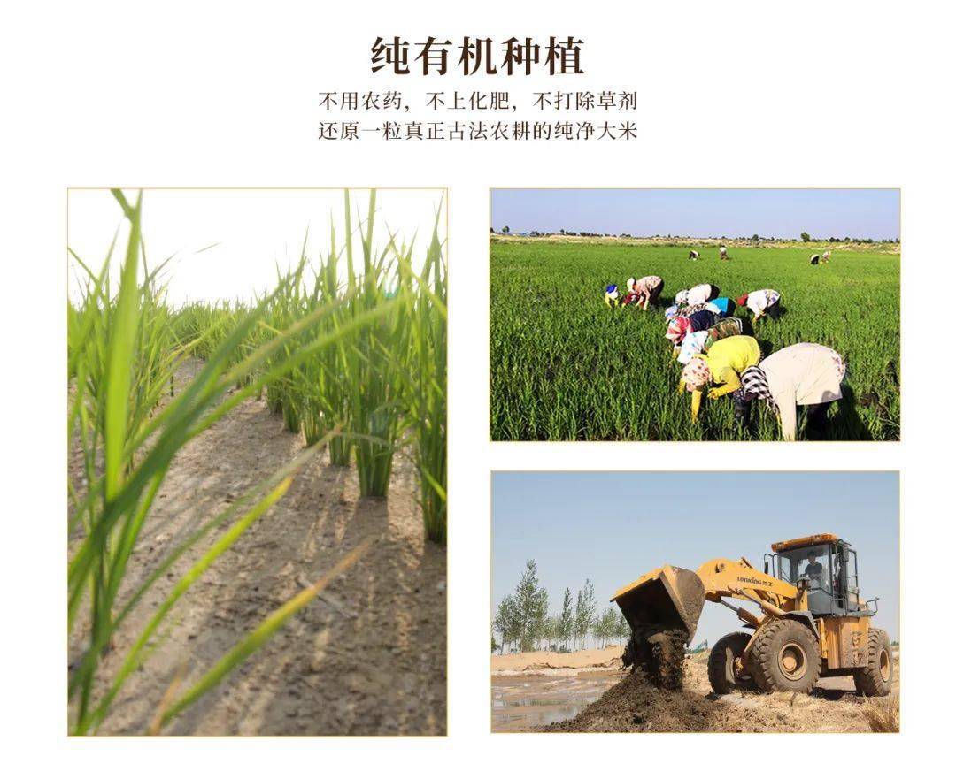 100斤稻谷价格表 3551751893ce45a4a4c61b7399e573aa.jpeg