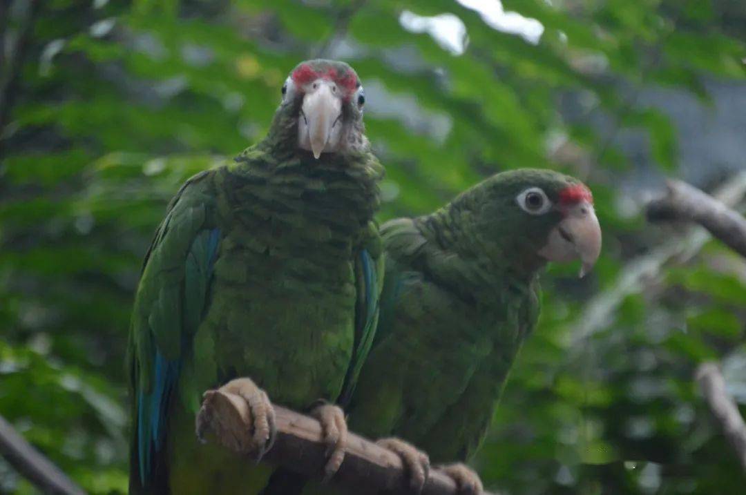全球仅存100只的极危鸟类-波多黎各林鹦鹉
