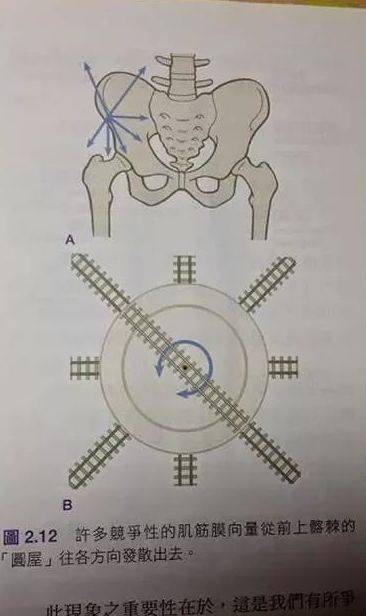 详细分析骨盆结构前倾后倾矫正