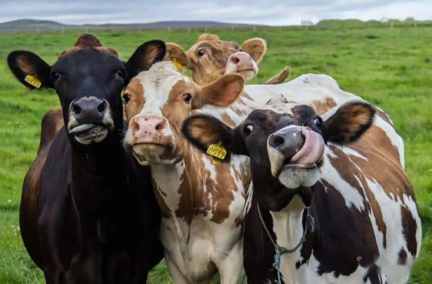 学习要步步为营!_cattle