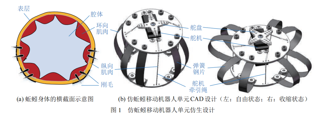 弹簧钢片复合结构,设计并制作了可以执行拮抗变形的仿蚯蚓机器人单元