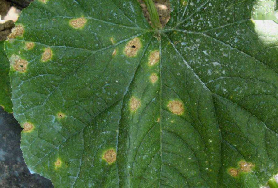 黄瓜炭疽病说明是真菌性病害显微镜下的黄瓜靶斑病病原菌黄瓜靶斑病