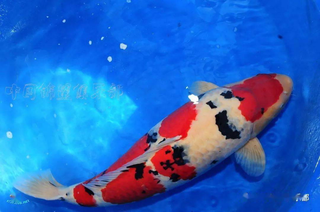 怎么才能让自己变成锦鲤 b89daa69181b4604a218ab289ea997a1.jpeg