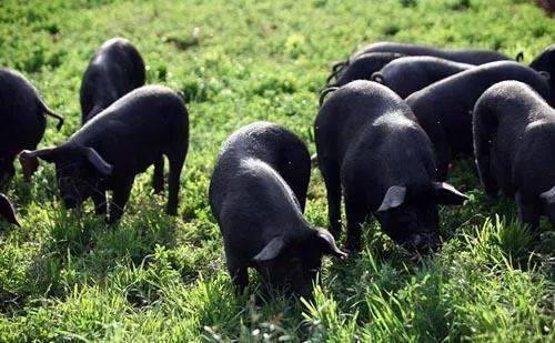 黑毛猪品种上属于霍寿黑猪,是淮猪的一个品系.