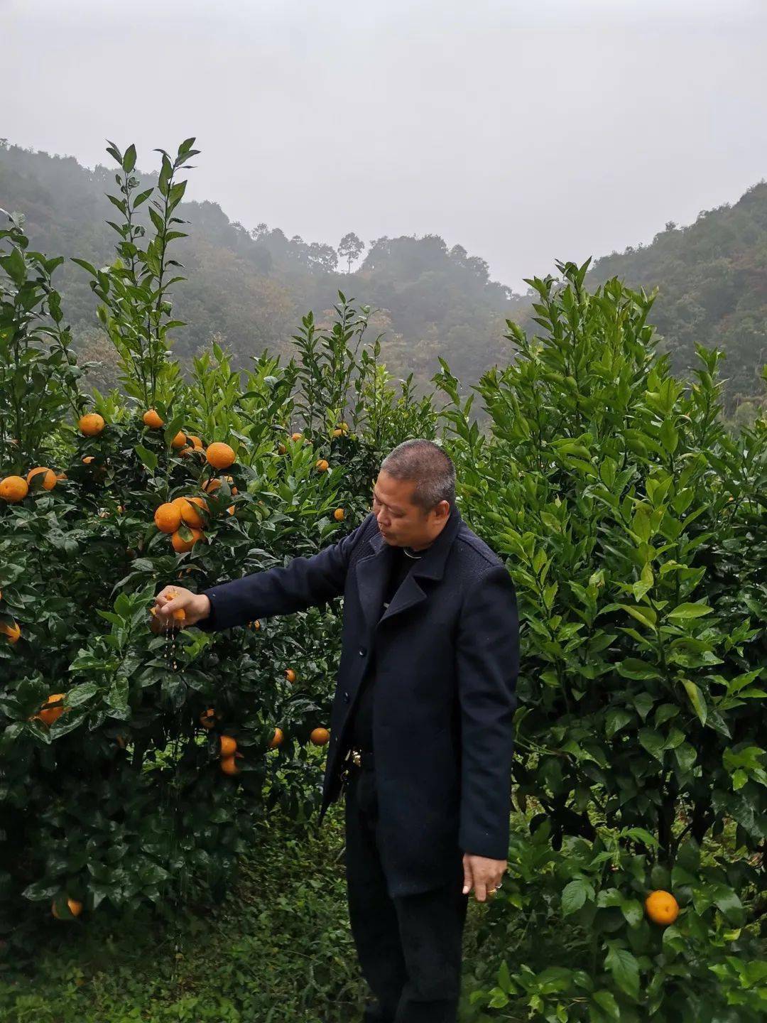 摘水果玩农家乐美丽田园开启澳柑采摘季