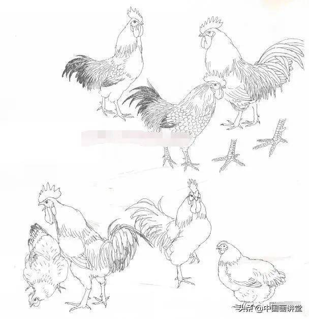 鸡的工笔画法,鸡的工笔技法教程详解