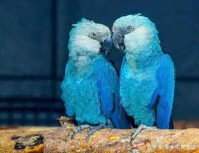 里约热内卢的蓝鹦鹉灭绝的最美丽的动物之一
