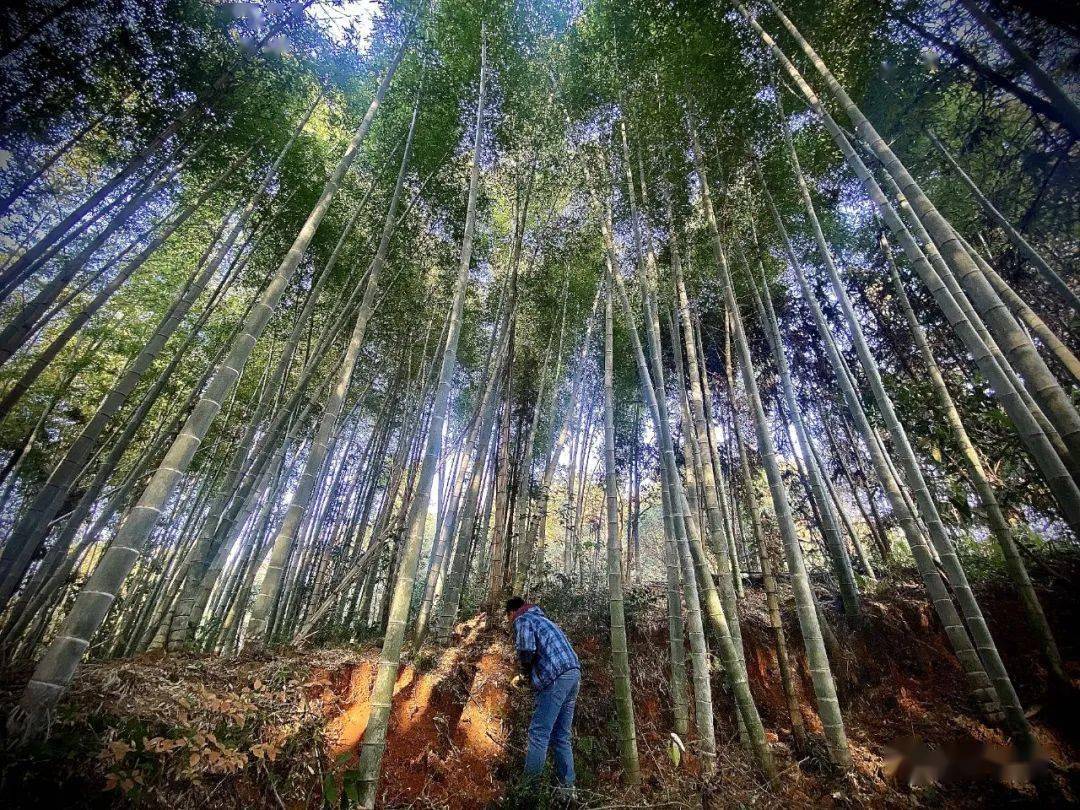 竹林里鲜嫩的冬笋蓄势待发,梅岩野生高山竹林深中处处可见挖笋人忙碌