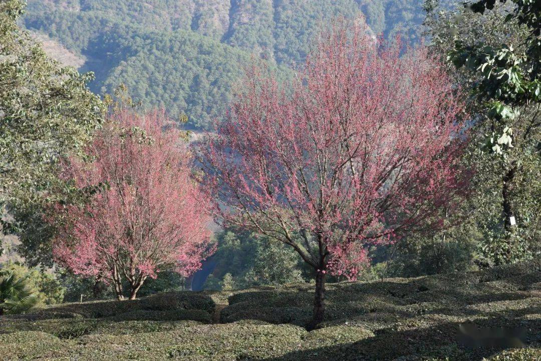 南涧有多少人口_南涧跳菜图片