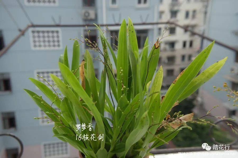 守得住春去秋来的时间才能守来满室的馨香萦绕阿康上海迷你文心兰养护