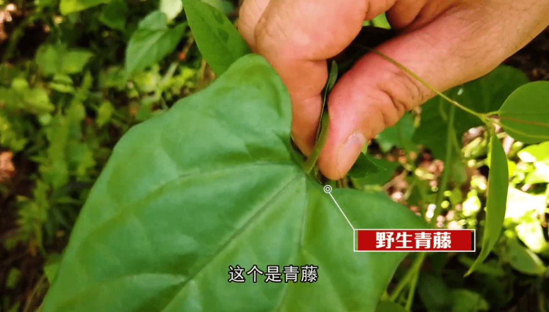 它是壮乡家家户户必备药材,镇痛,祛风功效极佳