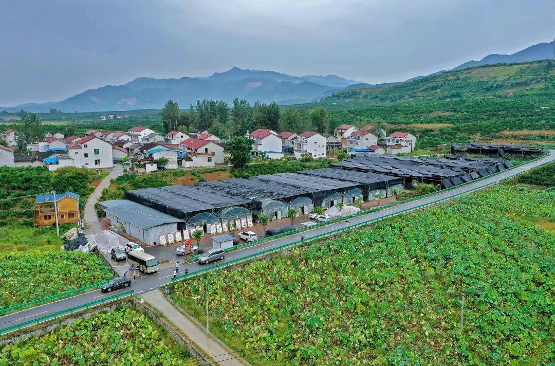 城固GDP_城固桔园(2)