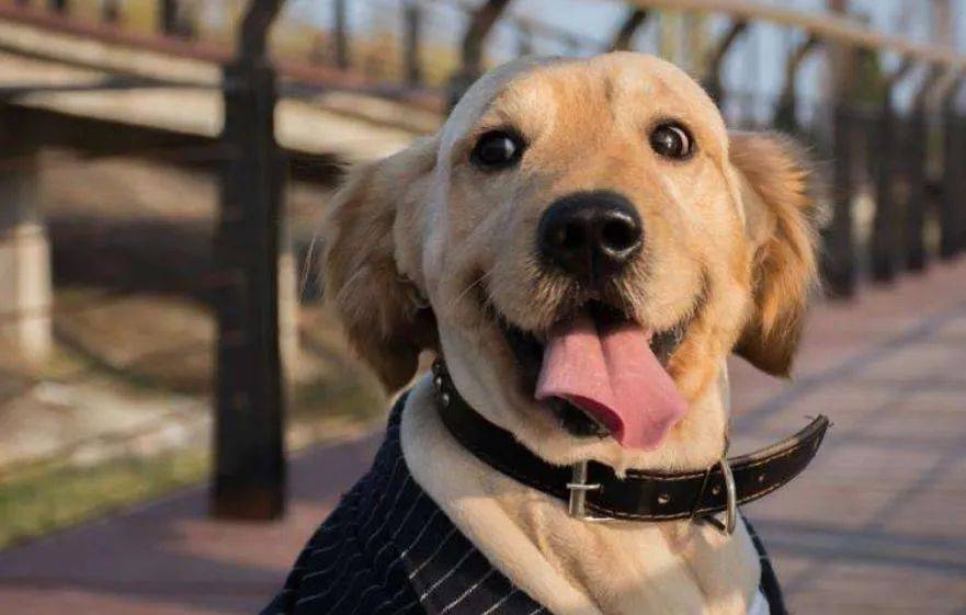 狗狗怎么去狗味 1a088aacab1f4669bd97429e31bf01d0.jpeg