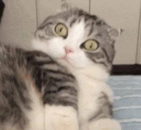 猫咪一直叫但是不移动 283419b22ec34c28910d61dd9fc13c97.jpeg