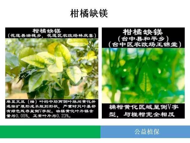缺镁最全解释!_土壤