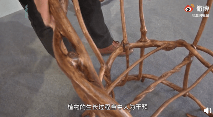 硬核！山东小伙用8年种出天然椅子，网友：一棵树一把椅，高手在民间