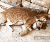 狗开始用猫砂盆,猫学会了摇尾巴讨好主人