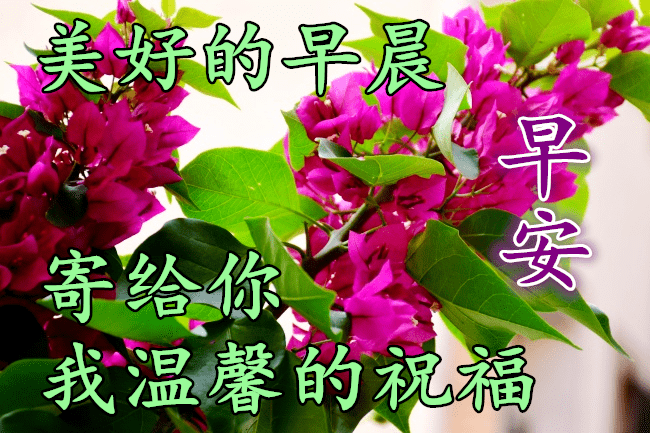 12月26日最新早上好祝福语大全,早上好问候语句子!