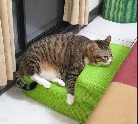 f7a7d8425a474623b0675d083397327a.jpeg