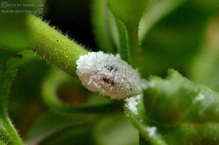 在众多介壳虫中,又以粉蚧,蜡蚧及盾蚧3科种类最多,最为常见,为害也最