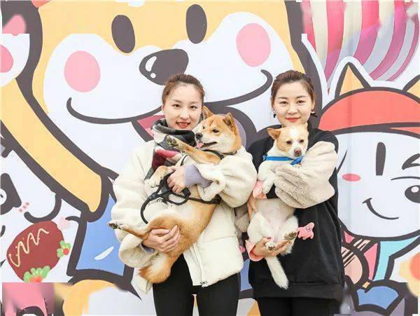 懿飞宠物活动回顾丨杭州柴犬年度最in大聚会