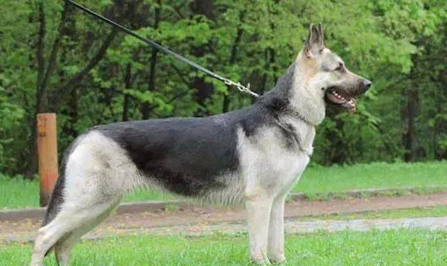 目前常见的德国牧羊犬有经过进一步改良的"西德德牧"以及较为原始的"