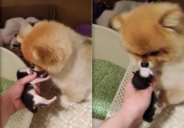 博美整天和孕猫打架,可等小猫一出生,这货秒变保姆帮带娃!