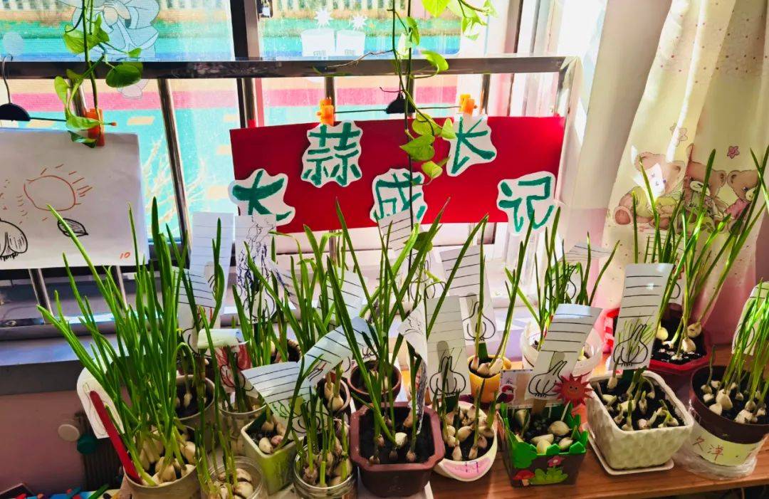 营口市育才幼儿园种植区建设之蒜苗成长记