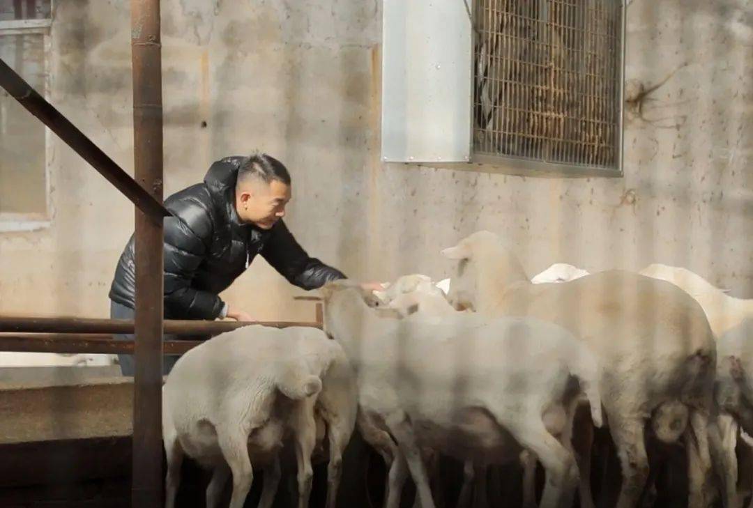 啥时候放羊最好 d02ab7113f5d4da58379e131b0db561b.jpeg