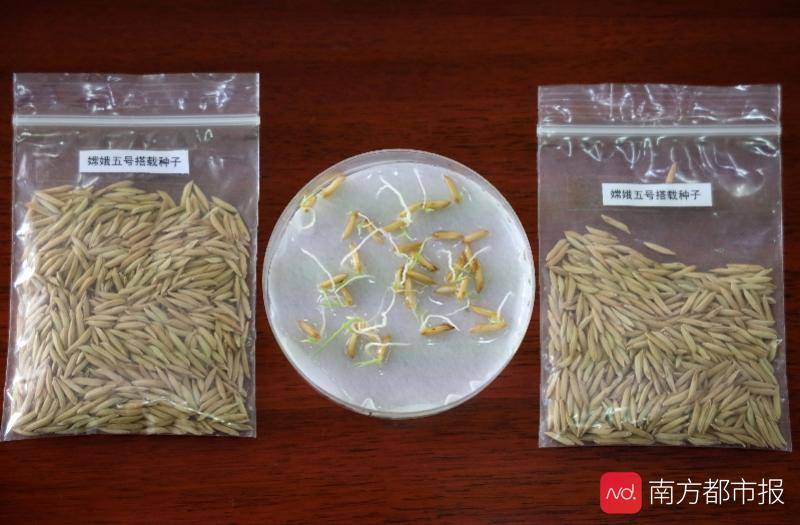 研究|跟随嫦娥五号上月球的华农水稻回家了，何时才会出成果呢？