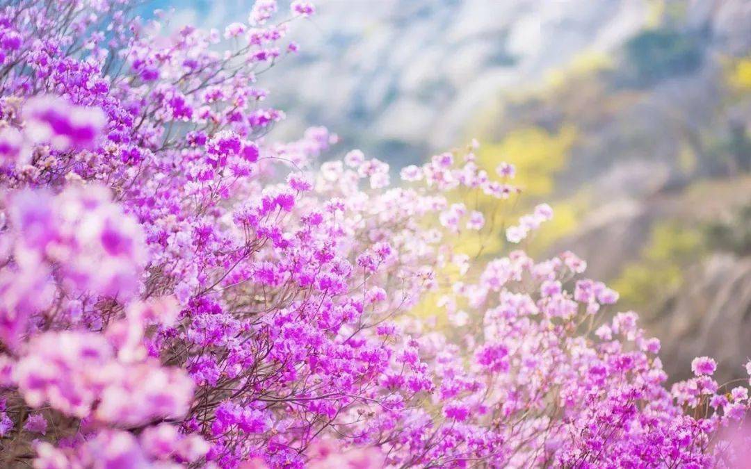 春天景色壁纸 春天景色壁纸画法