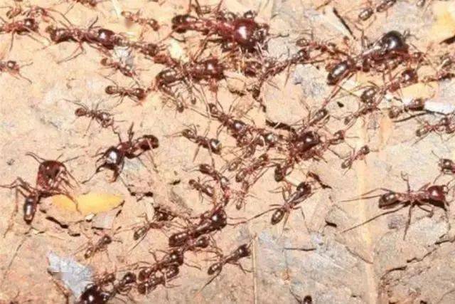 世界上最毒的蚂蚁,体型是普通蚂蚁的5倍,被它咬后像中
