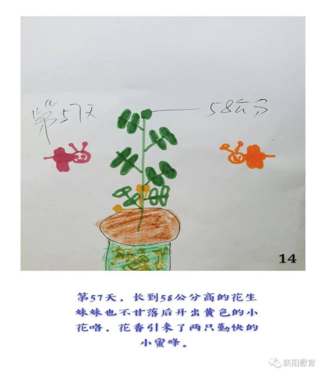 经过一百多天的观察与记录,详细描绘了小花生和黄豆从一颗种子到发芽