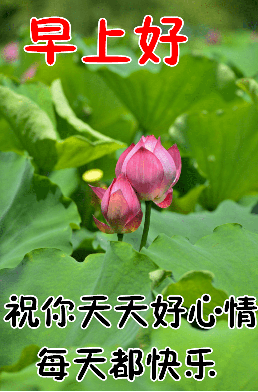 12月29日最漂亮早上好动态表情图片大全,早晨好动大全