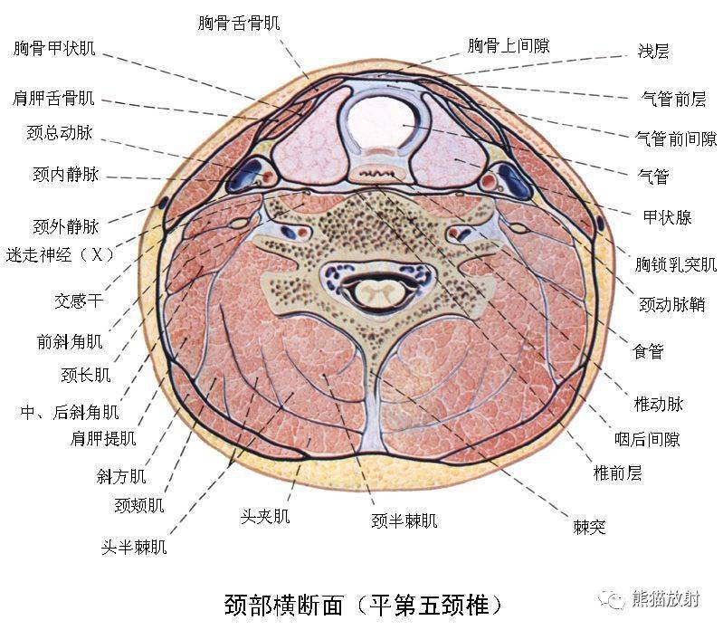 颅面颈部(颅面骨,眼眶,腮腺等)详细解剖图谱