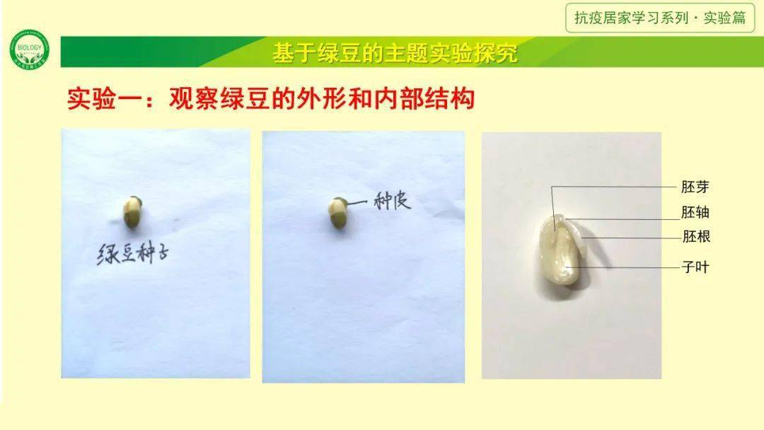 基于绿豆的主题实验探究 绿豆是豆科植物绿豆的种子,是我国传统的