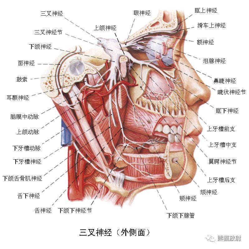 颅面颈部(颅面骨,眼眶,腮腺等)详细解剖图谱