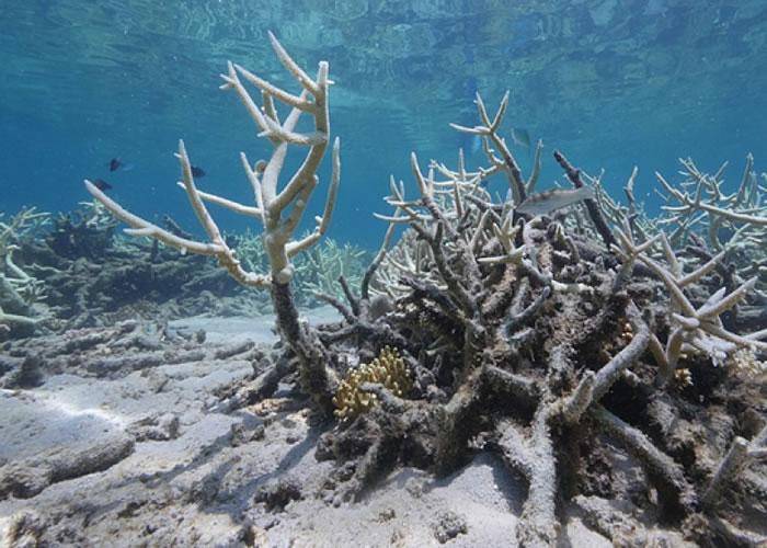 警告|3亿年前的标本警告：珊瑚礁崩溃后恢复生机需要2300万年