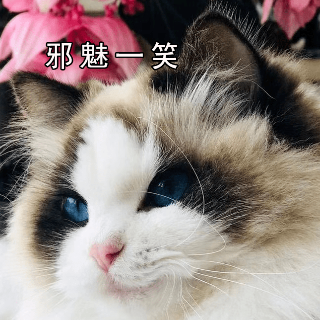 高颜值,高逼格的luluberry布偶猫舍,在这里!