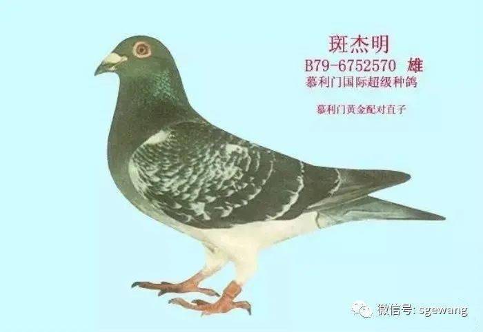 搜鸽欣赏 | 詹森同乡-慕利门 "黄金配对"缔造盛世传奇