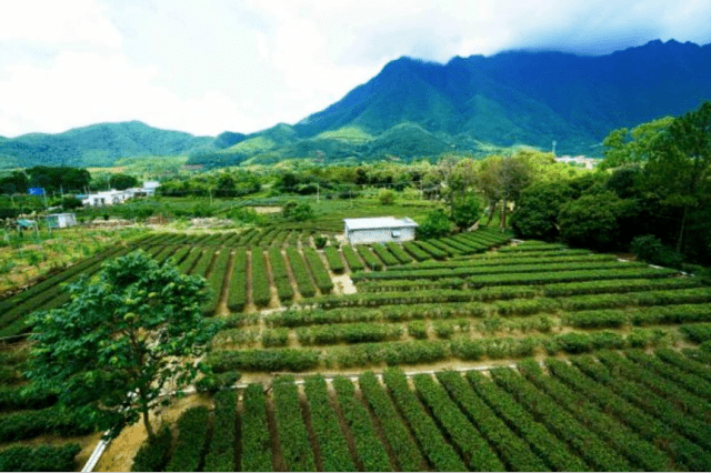 以其天然无污染的生长环境,甘醇爽口的口感,莲花山茶已经入选国家农