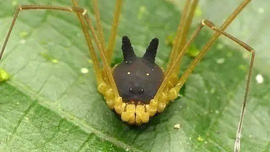 世界上最奇怪的蛛形纲生物?形似蜘蛛,背如狗头