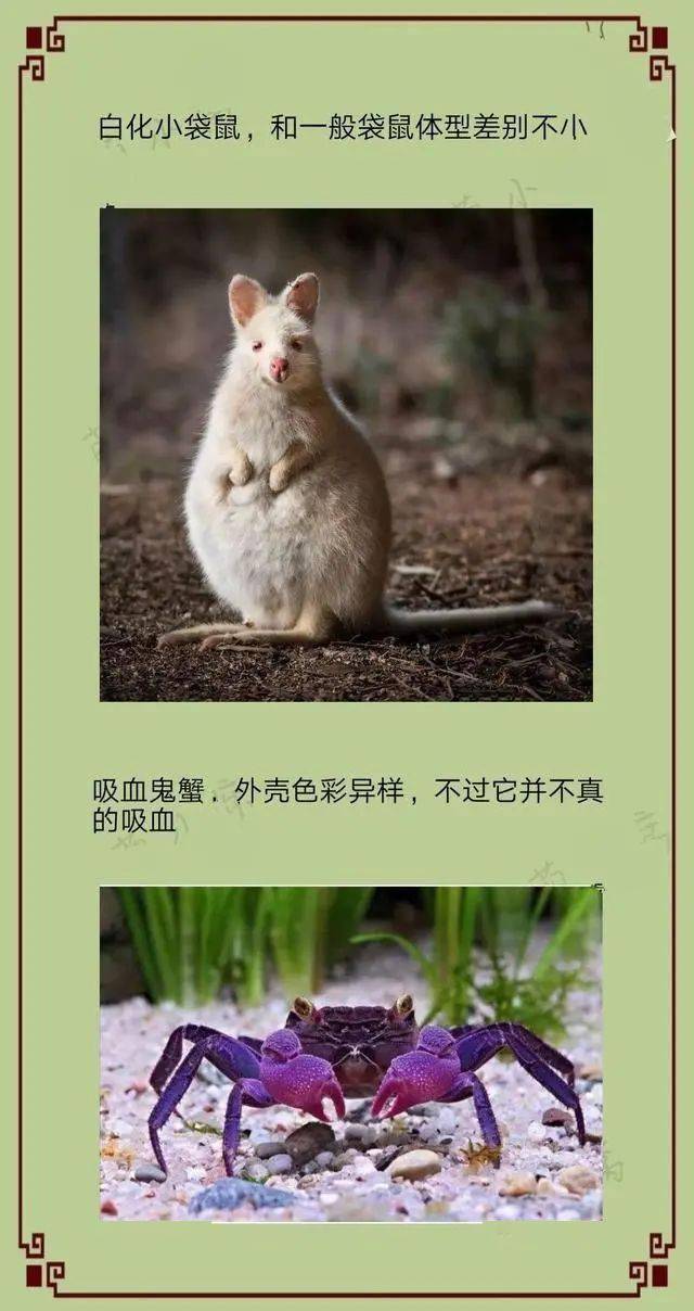 十三鳞是什么动物 4eee5fc7ca9b49f797988a6a424baeab.jpeg