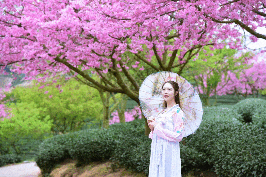 【预告】期盼两年终于等到你—永福数万棵樱花即将盛放,浪漫壮观!