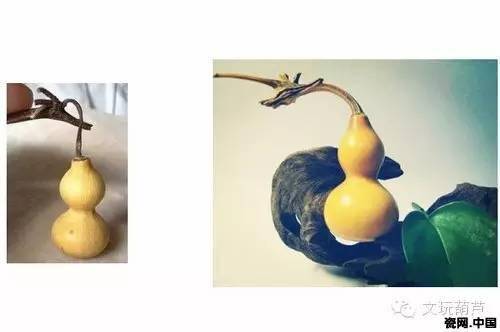 文玩葫芦全攻略_龙头