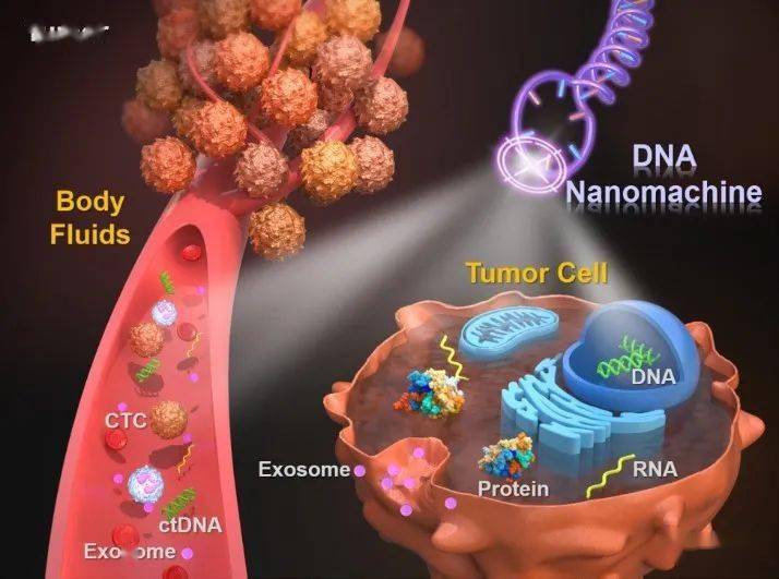 用于在体液和活细胞中识别癌症标志物的dna纳米机器 检测