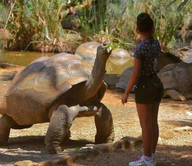 世界上五种体型最大的龟