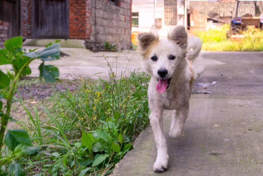 怎么看小狗是好和坏 3e66c84cb07541e69c6e79a6b86c7546.jpeg