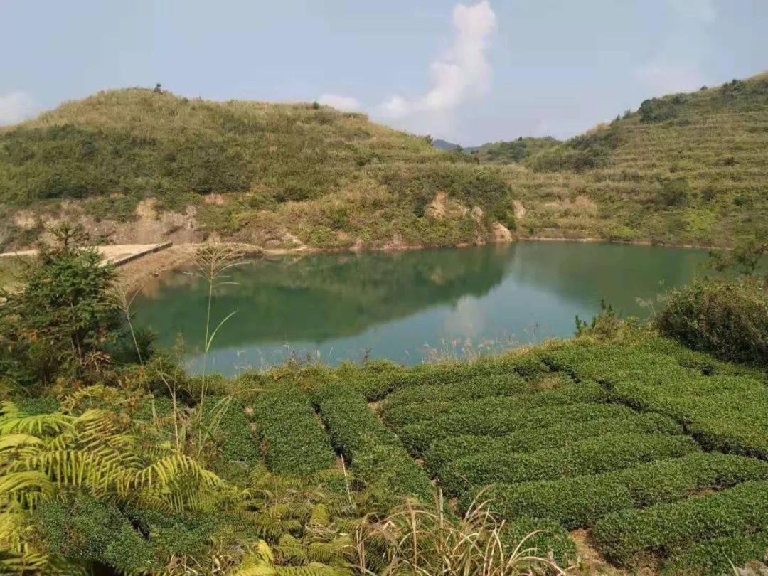 大坪乡位于安溪县南面,毗邻厦门市同安区,有一座桥联通大坪乡与同安区