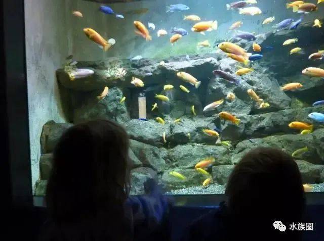 哪个动物园有水族馆 9c20eb8a563d463398f54e777eb96c7e.jpeg